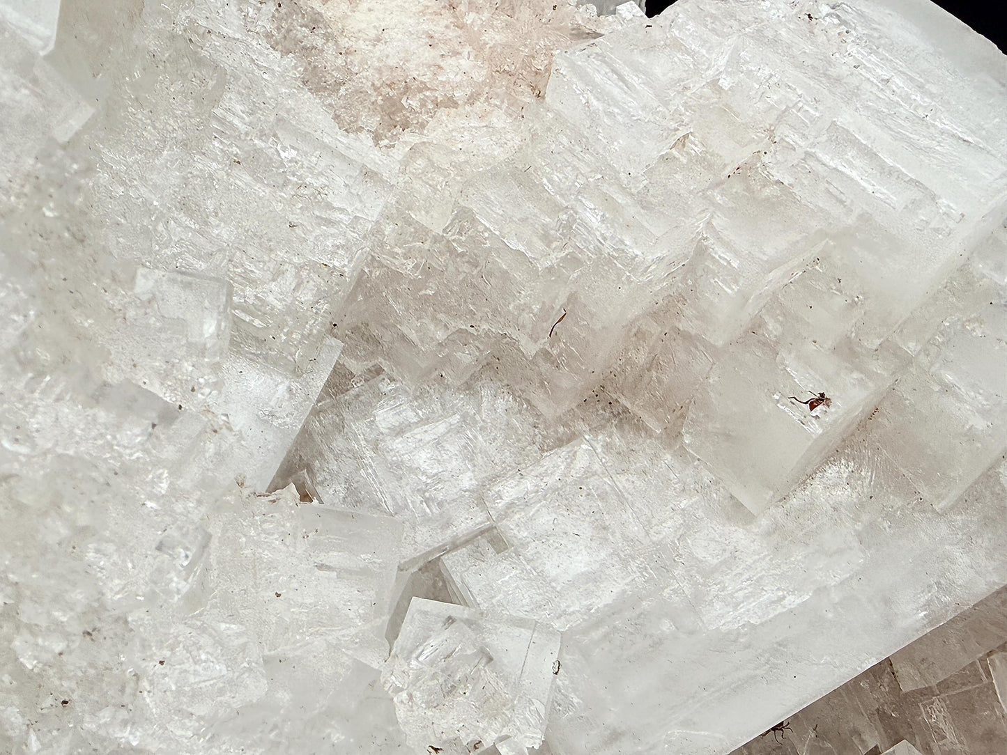 XXL Halite Cluster With Insect Inclusions - 7.11kg - Morocco