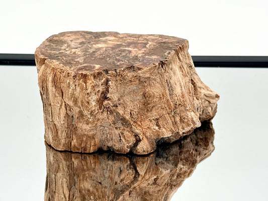 Fossil Wood Branch / Stump - Petrified (#16)