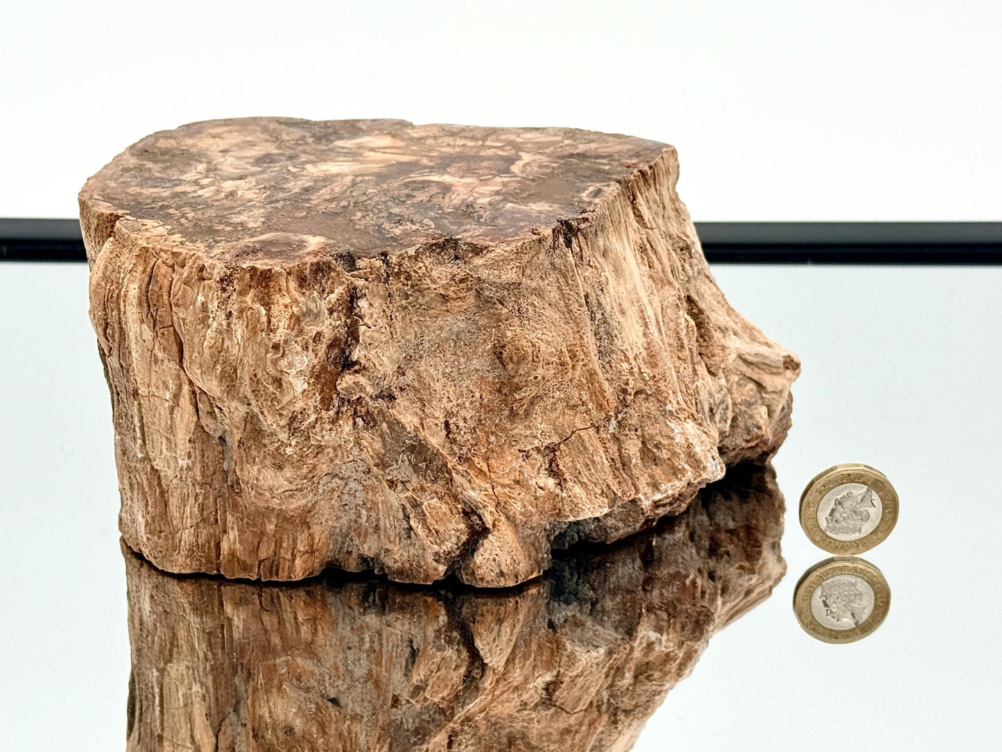 Fossil Wood Branch / Stump - Petrified (#16)