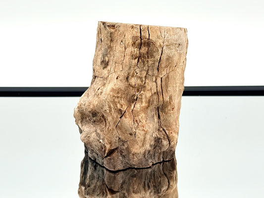 Fossil Wood Branch / Stump - Petrified (#15)