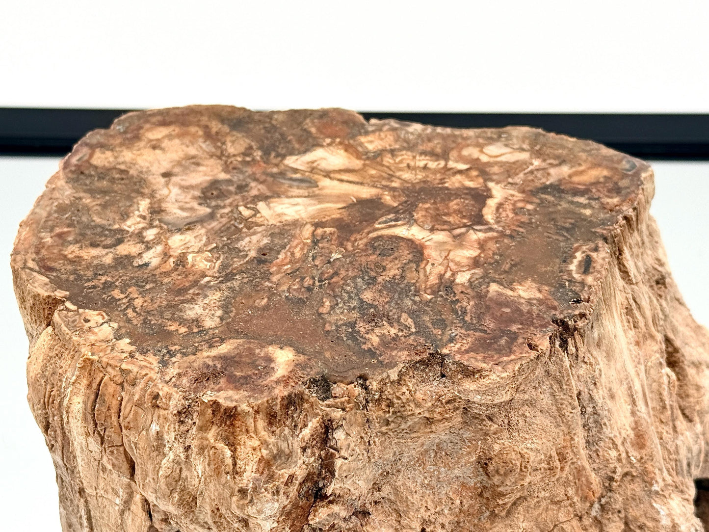 Fossil Wood Branch / Stump - Petrified (#16)
