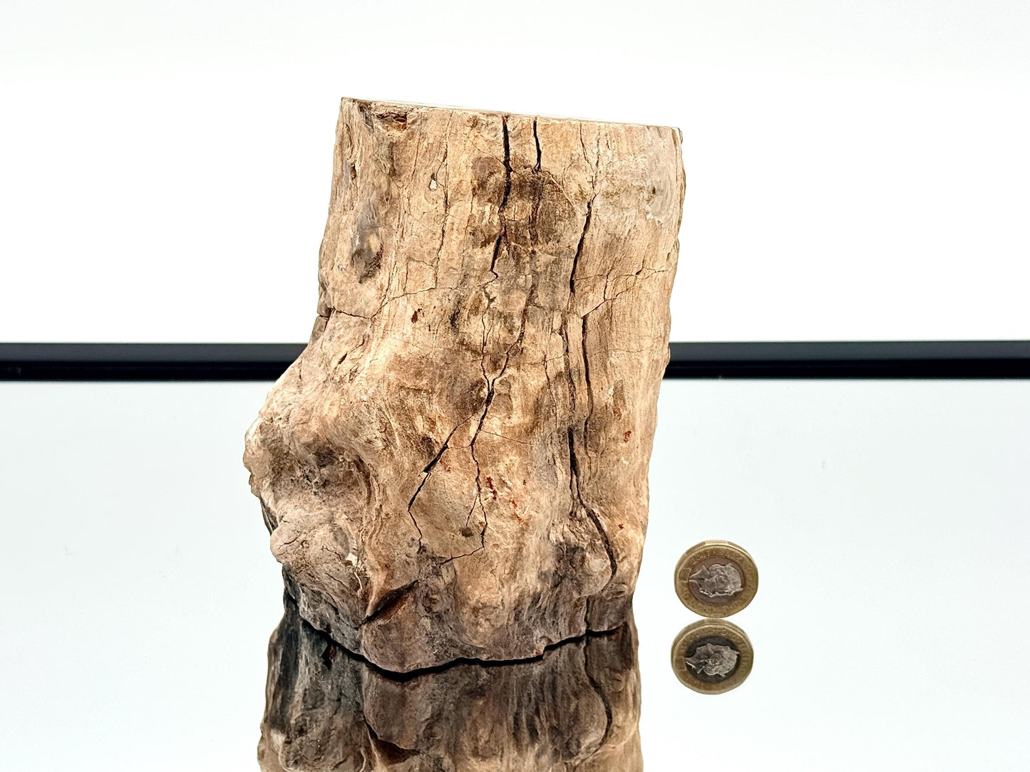 Fossil Wood Branch / Stump - Petrified (#15)