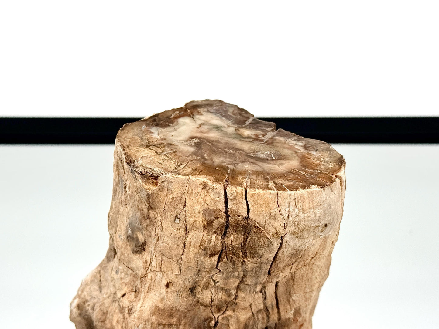 Fossil Wood Branch / Stump - Petrified (#15)