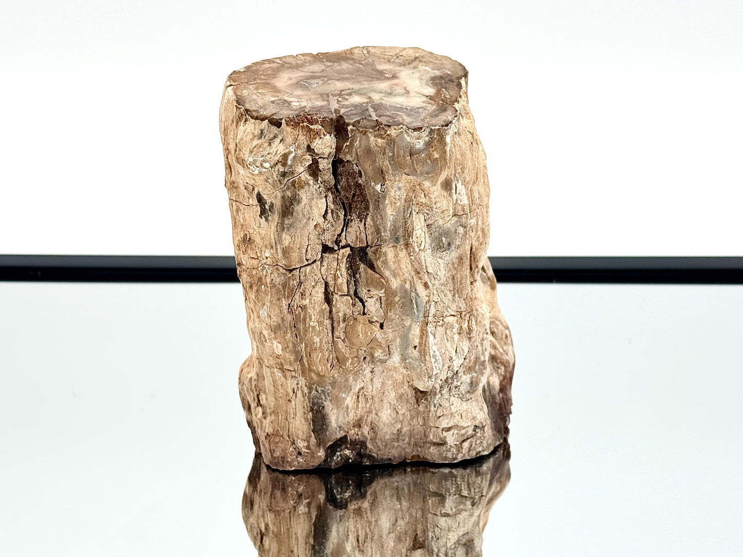 Fossil Wood Branch / Stump - Petrified (#15)