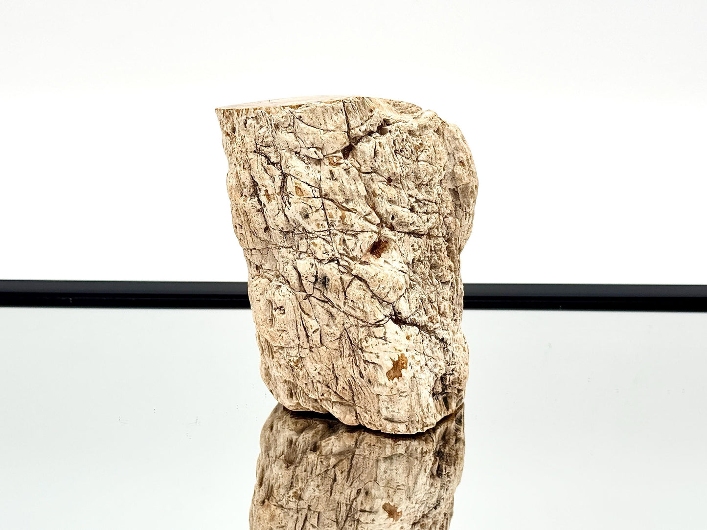 Fossil Wood Branch / Stump - Petrified (#13)