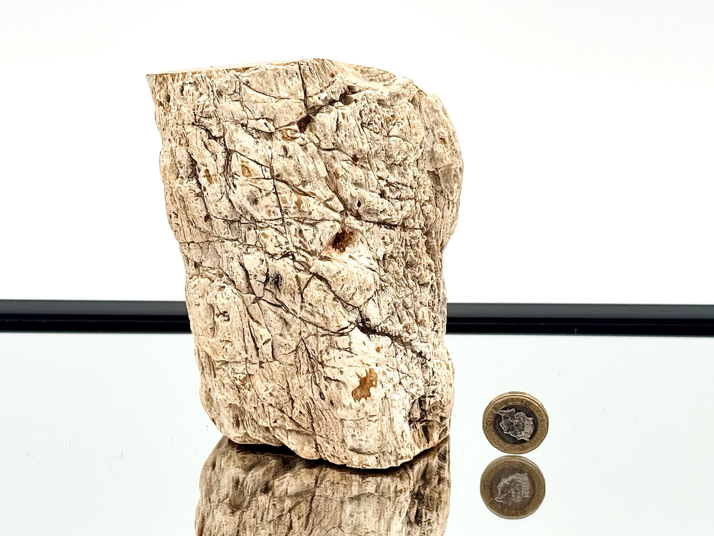 Fossil Wood Branch / Stump - Petrified (#13)