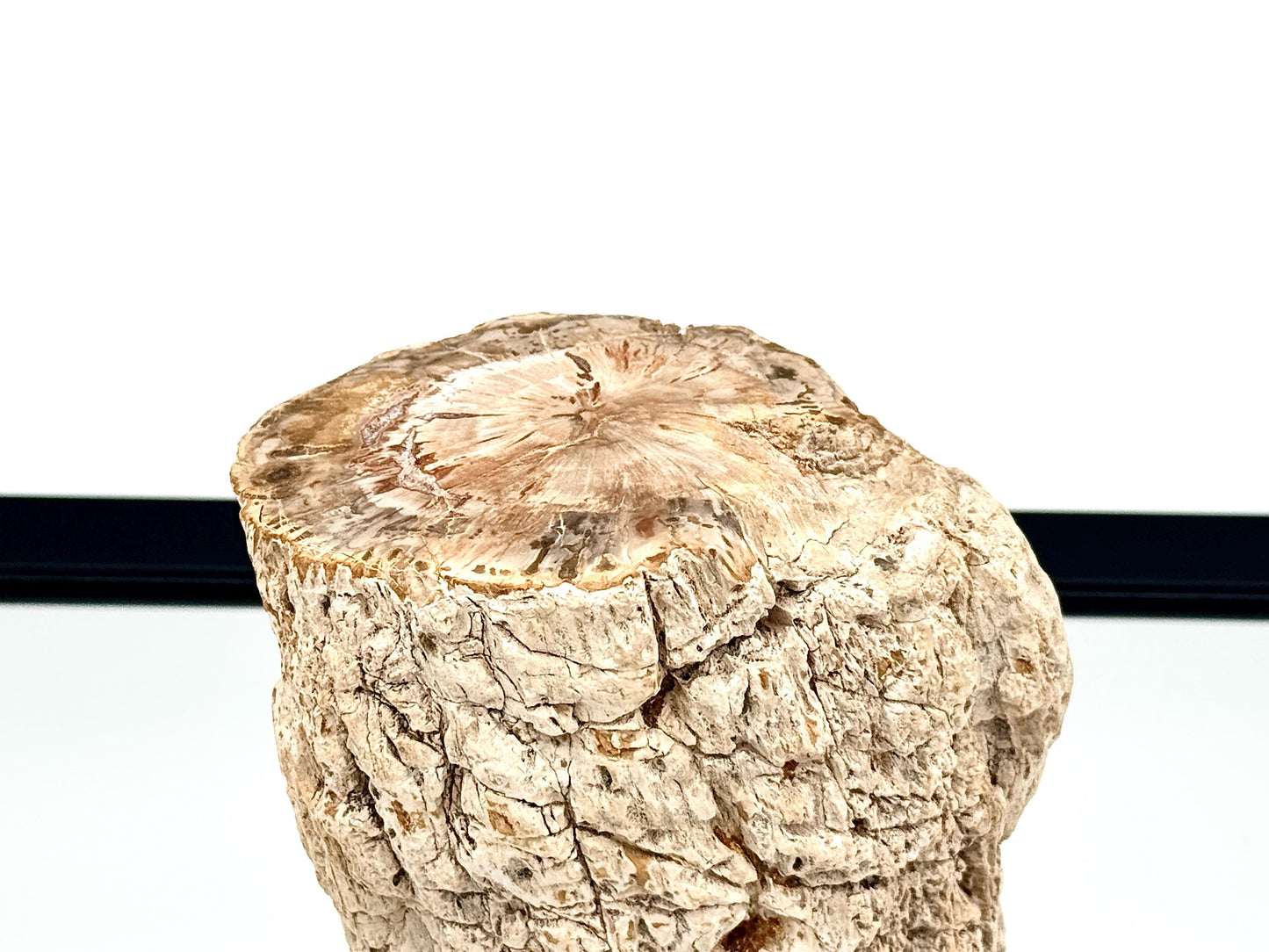 Fossil Wood Branch / Stump - Petrified (#13)