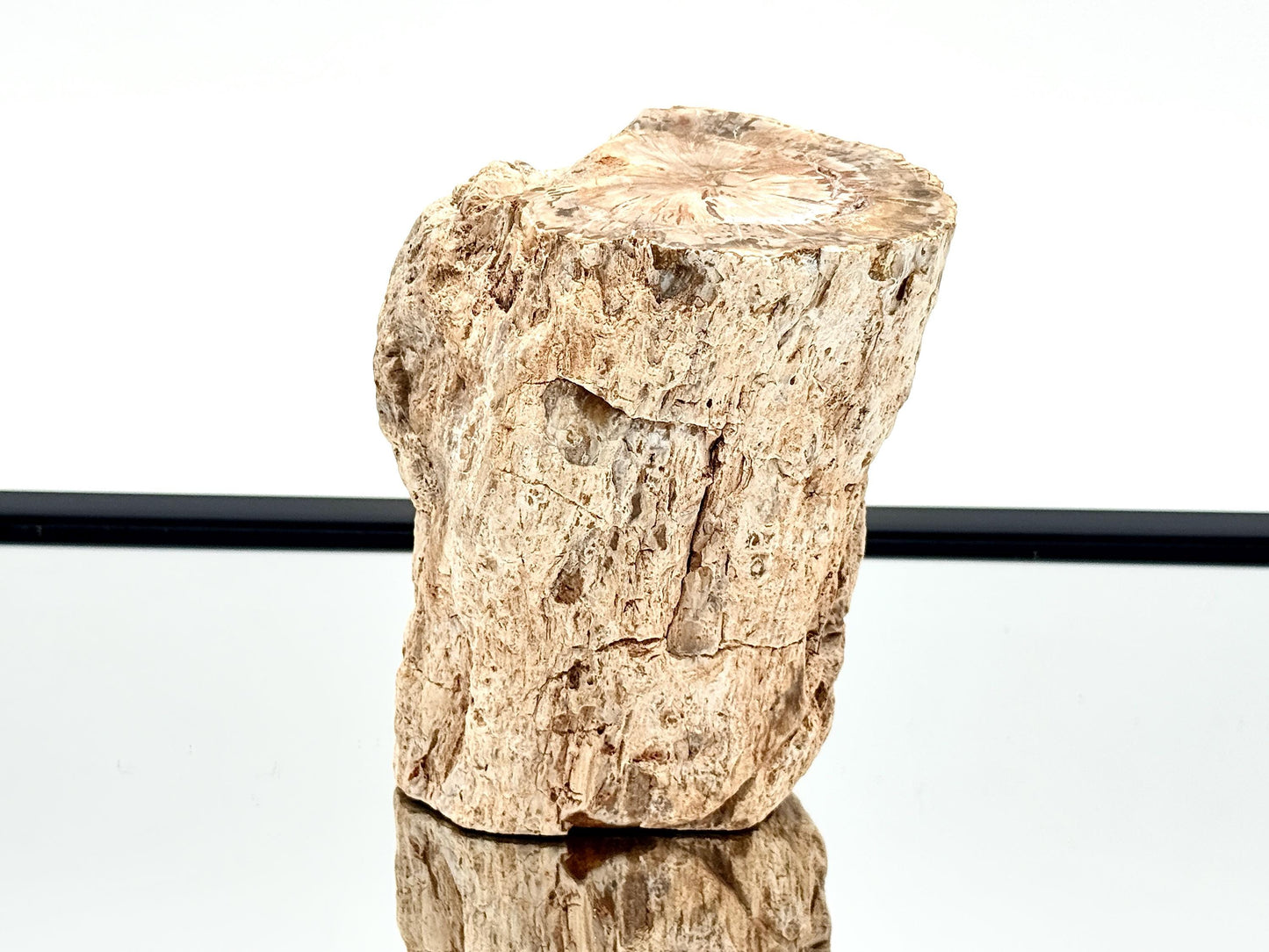 Fossil Wood Branch / Stump - Petrified (#13)