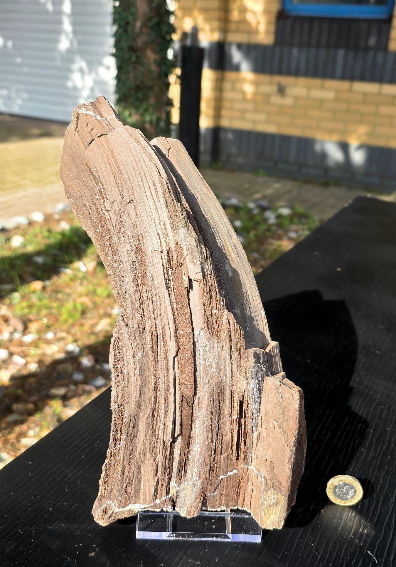 Large Permineralized Wood with Quartz, Rare Fossil Specimen Germany (#43)