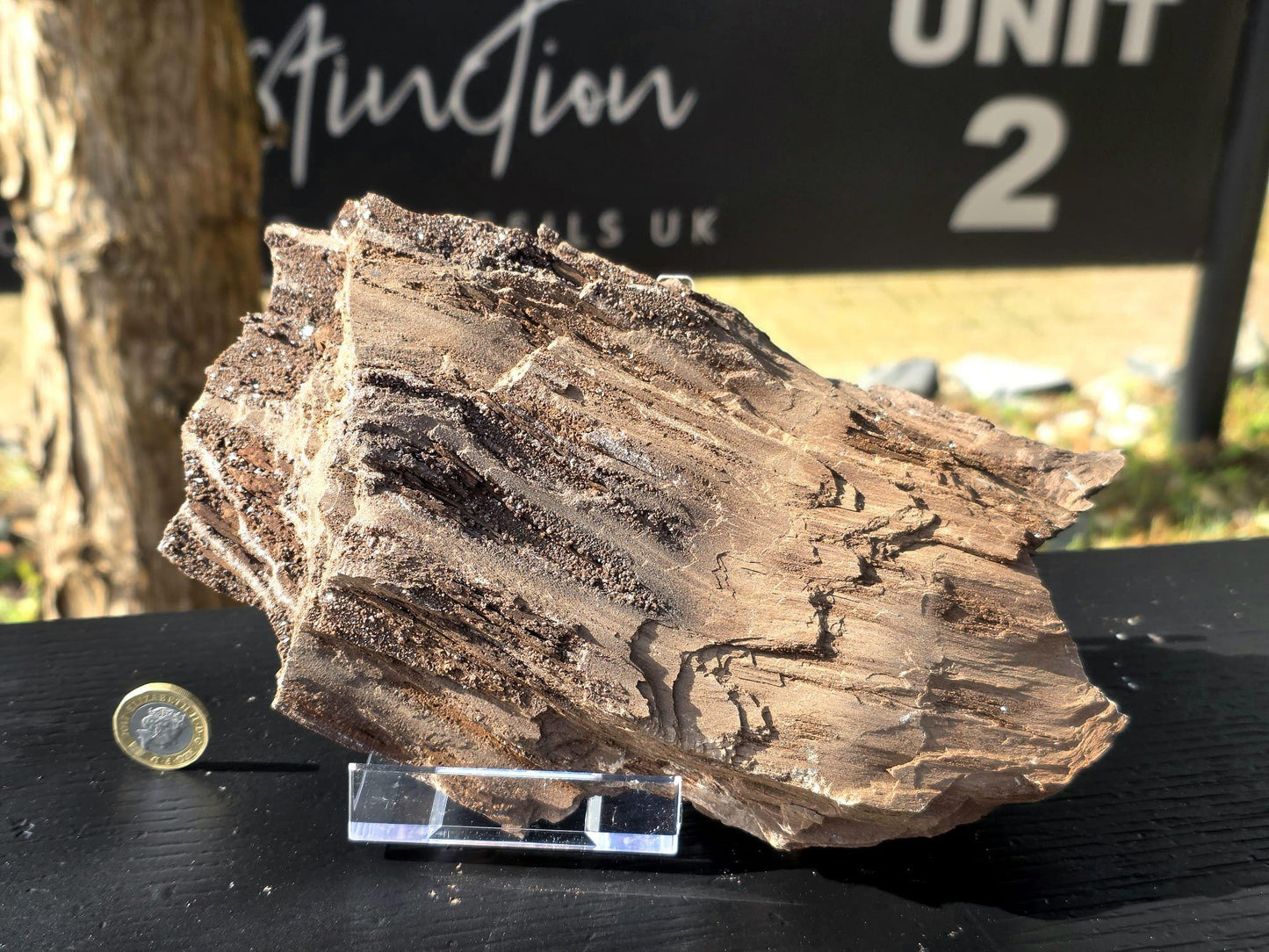 Large Permineralized Wood with Quartz, Rare Fossil Specimen Germany (#41)