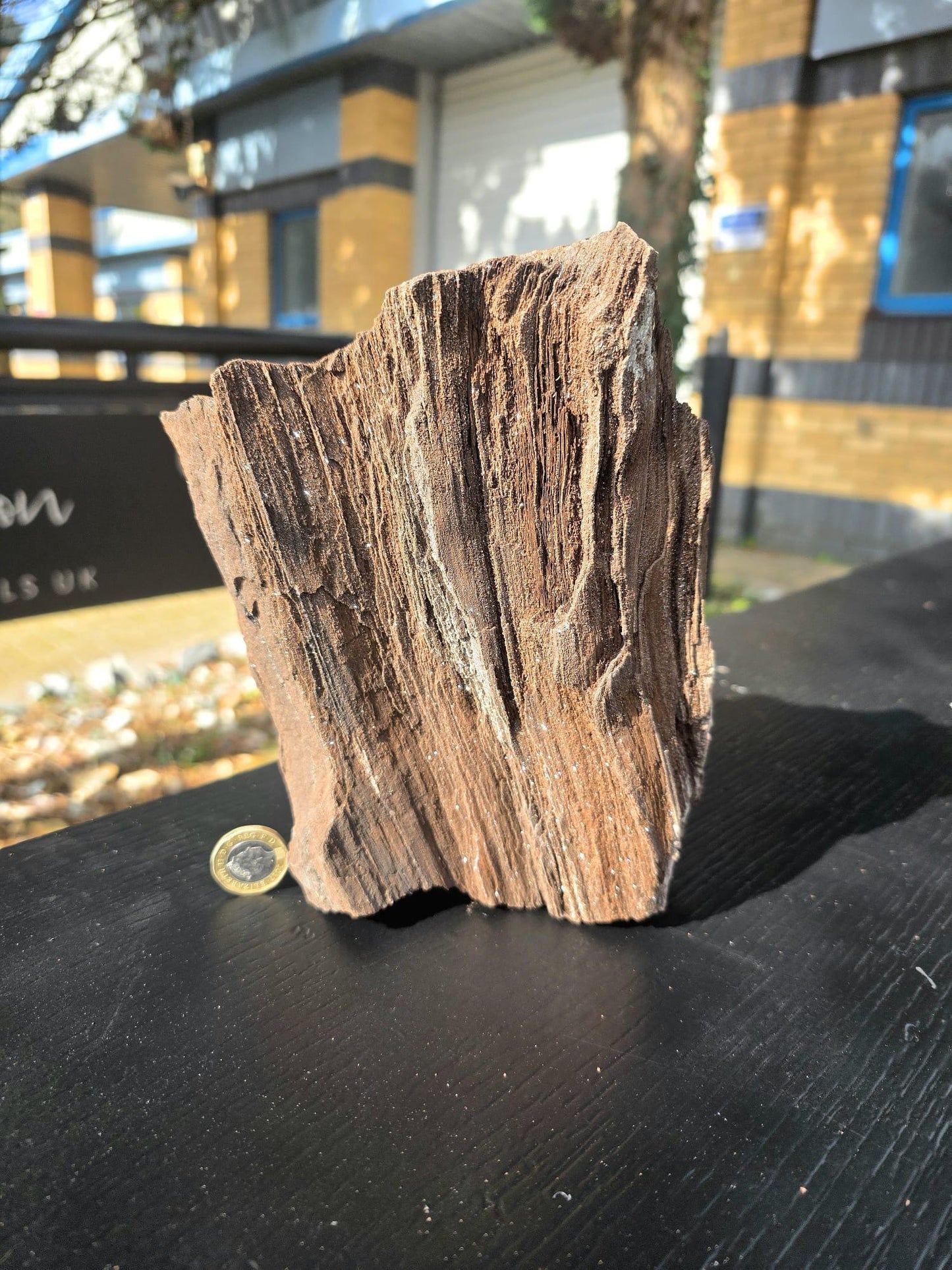 Large Permineralized Wood with Quartz, Rare Fossil Specimen Germany (#42)