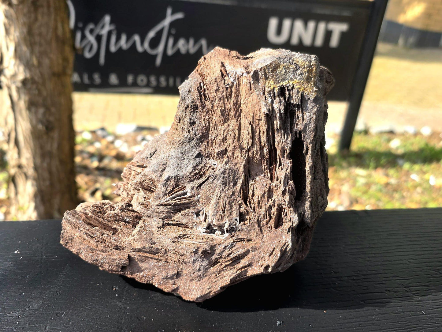 Large Permineralized Wood with Quartz, Rare Fossil Specimen Germany (#40)