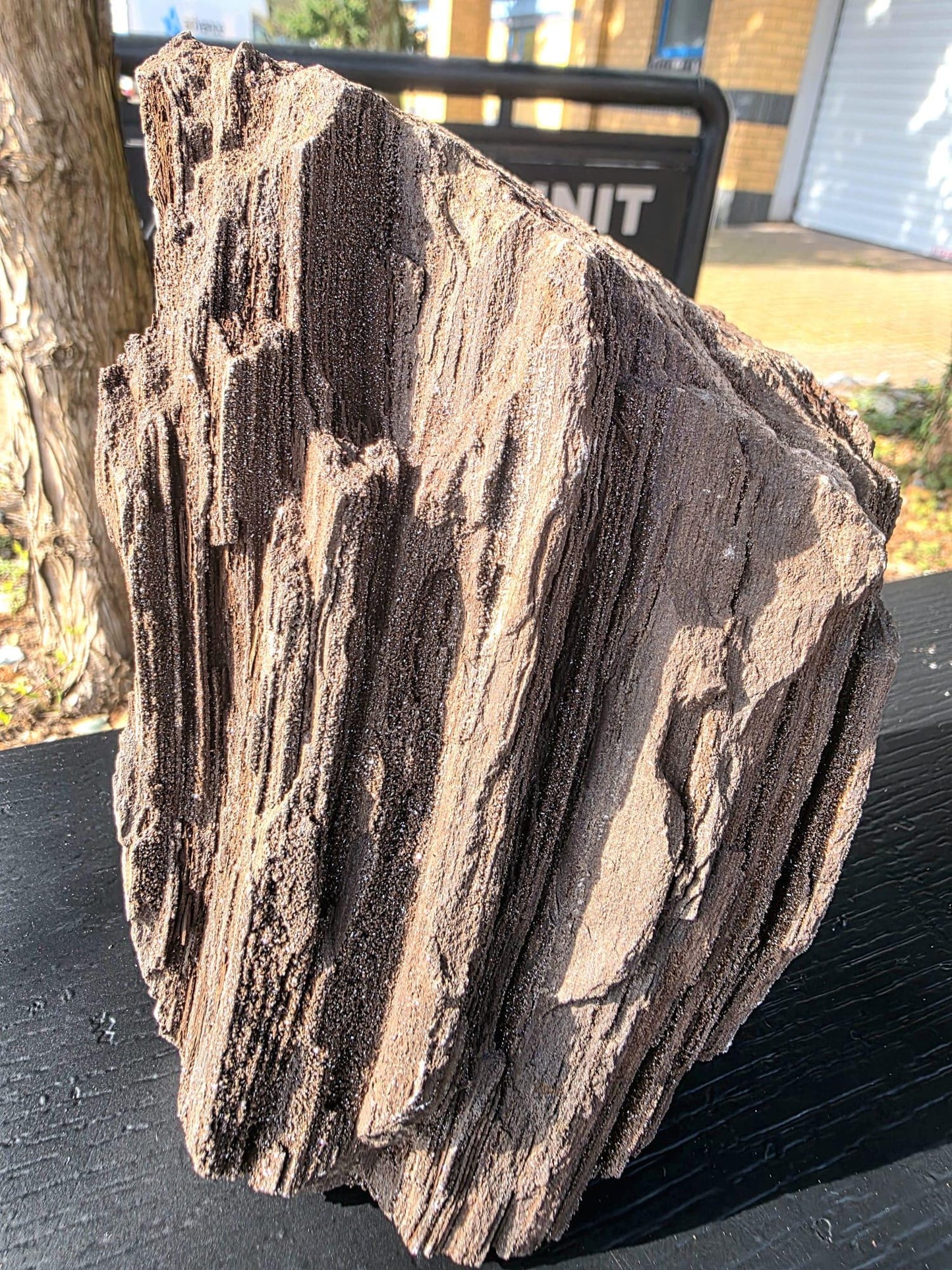 Large Permineralized Wood with Quartz, Rare Fossil Specimen Germany (#42)