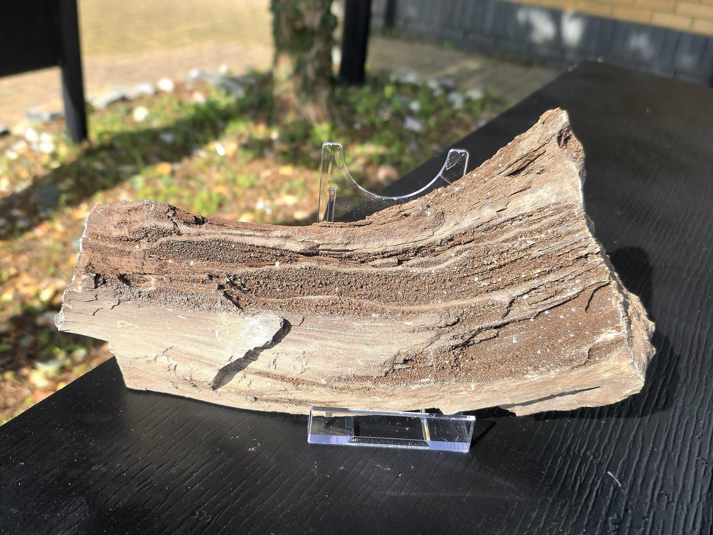 Large Permineralized Wood with Quartz, Rare Fossil Specimen Germany (#43)