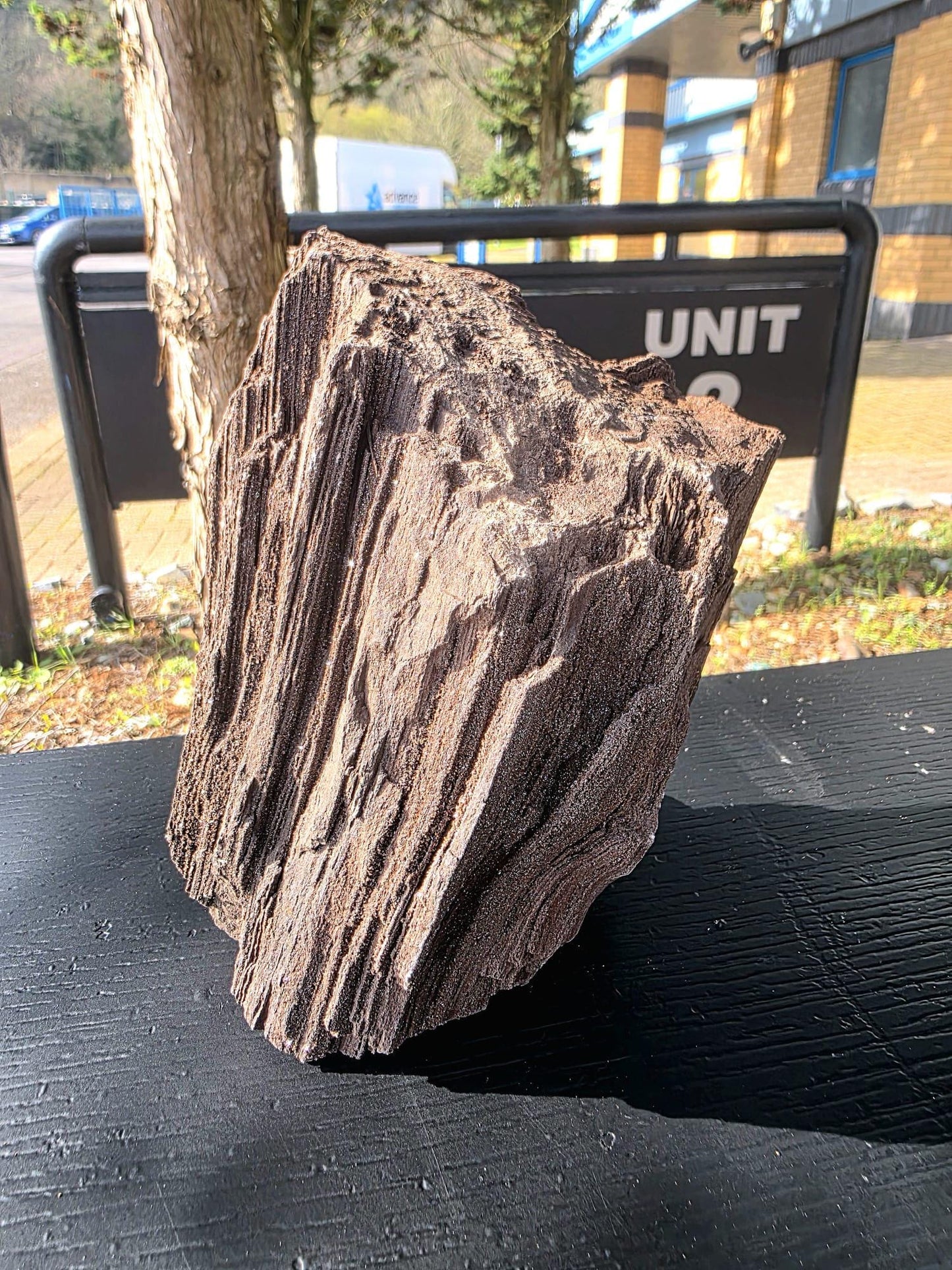 Large Permineralized Wood with Quartz, Rare Fossil Specimen Germany (#42)