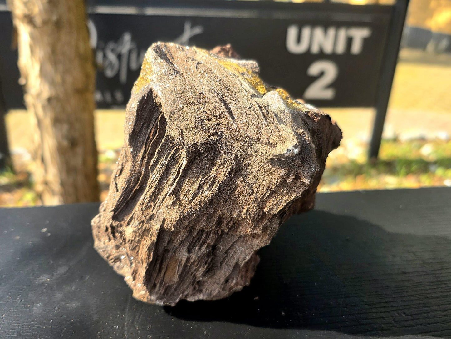 Large Permineralized Wood with Quartz, Rare Fossil Specimen Germany (#40)