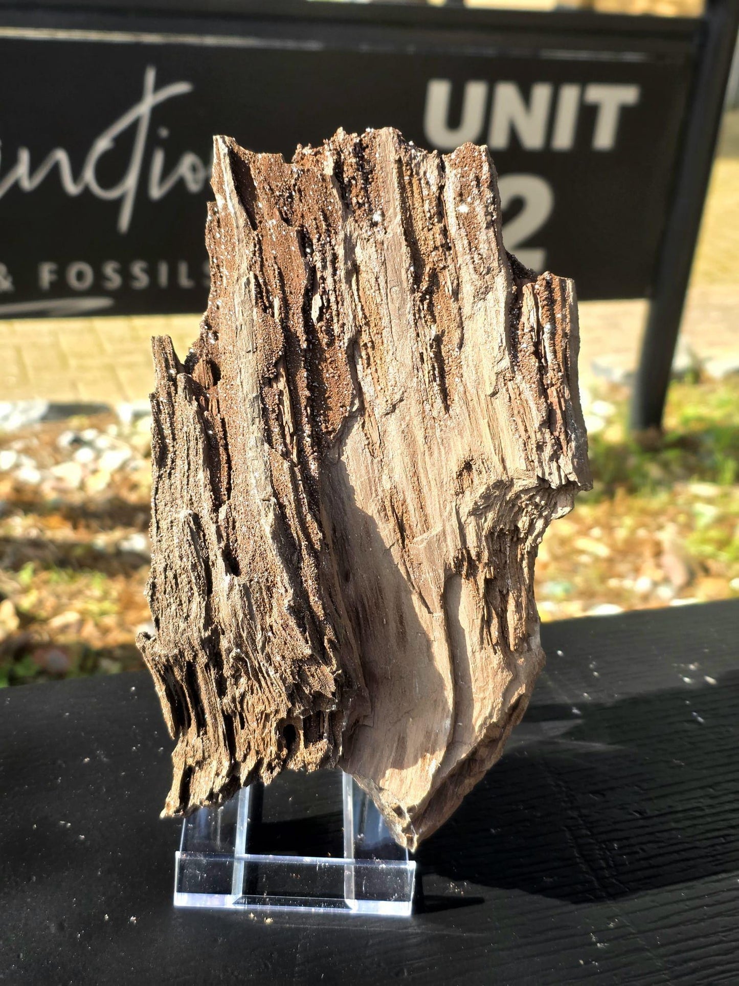 Large Permineralized Wood with Quartz, Rare Fossil Specimen Germany (#41)