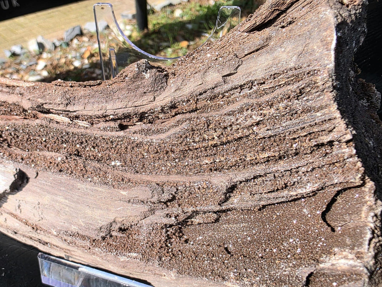 Large Permineralized Wood with Quartz, Rare Fossil Specimen Germany (#43)
