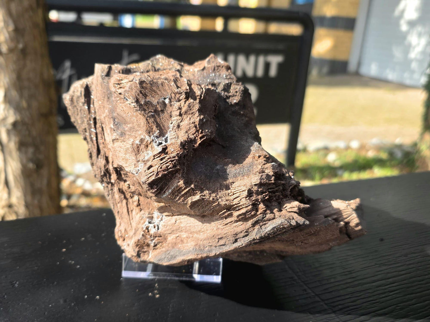 Large Permineralized Wood with Quartz, Rare Fossil Specimen Germany (#40)