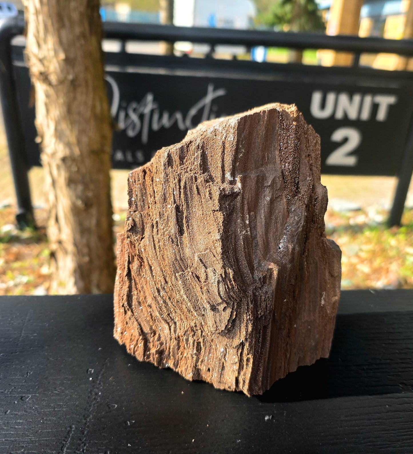 Large Permineralized Wood with Quartz, Rare Fossil Wood Germany, Collector Specimen, Fossil Gift (#36)