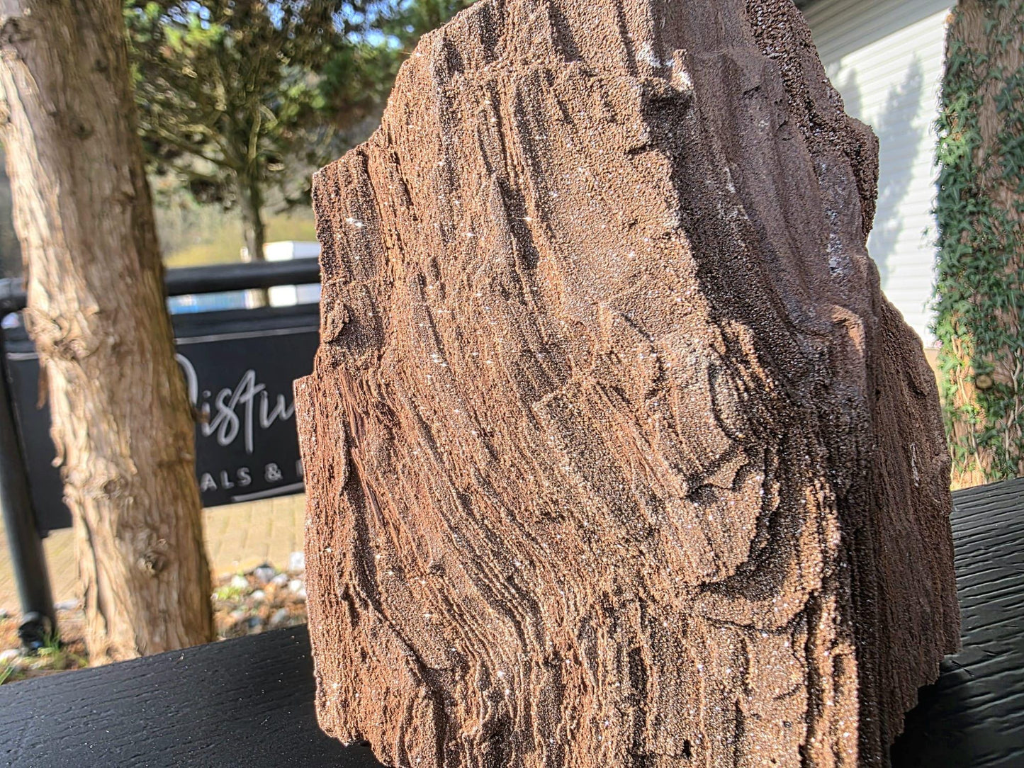 Large Permineralized Wood with Quartz, Rare Fossil Wood Germany, Collector Specimen, Fossil Gift (#36)