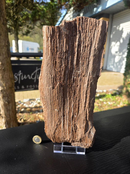 Large Petrified Wood with Quartz Druzy, Rare Fossil Wood Germany, Collector Specimen  (#37)