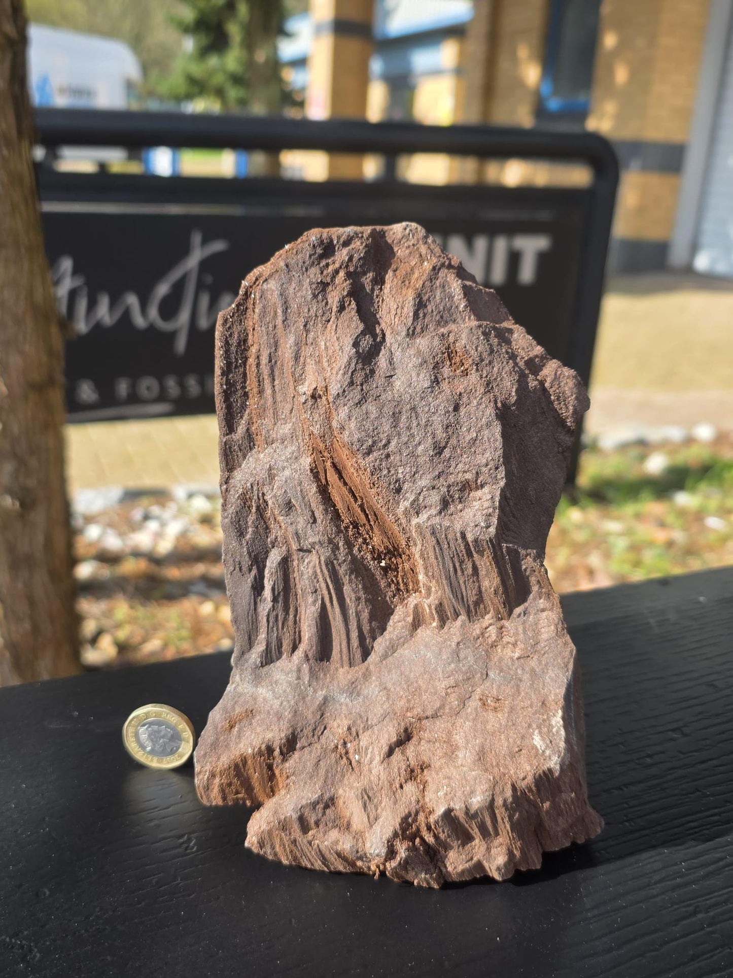 Large Petrified Wood with Quartz Druzy, Rare Fossil Wood Germany, Collector Specimen  (#38)