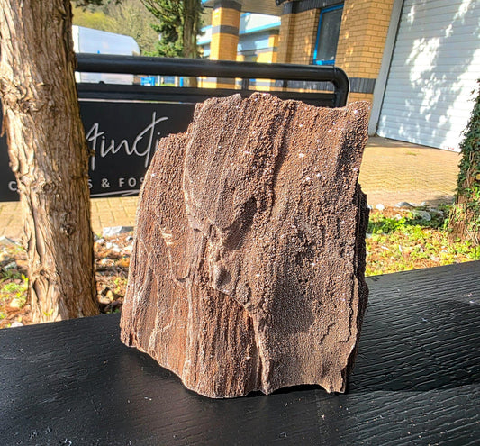 Large Permineralized Wood with Quartz, Rare Fossil Wood Germany, Collector Specimen, Fossil Gift (#39)