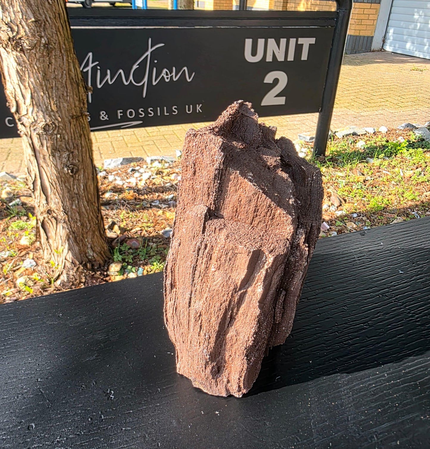 Large Permineralized Wood with Quartz, Rare Fossil Wood Germany, Collector Specimen, Fossil Gift (#39)
