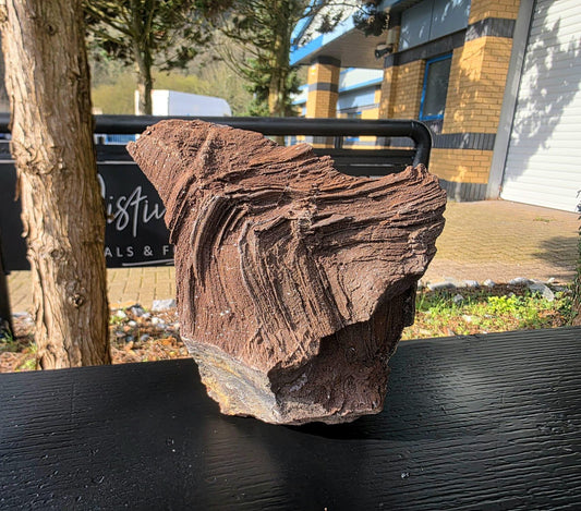 Large Petrified Wood with Quartz Druzy, Rare Fossil Wood Germany, Collector Specimen  (#35)