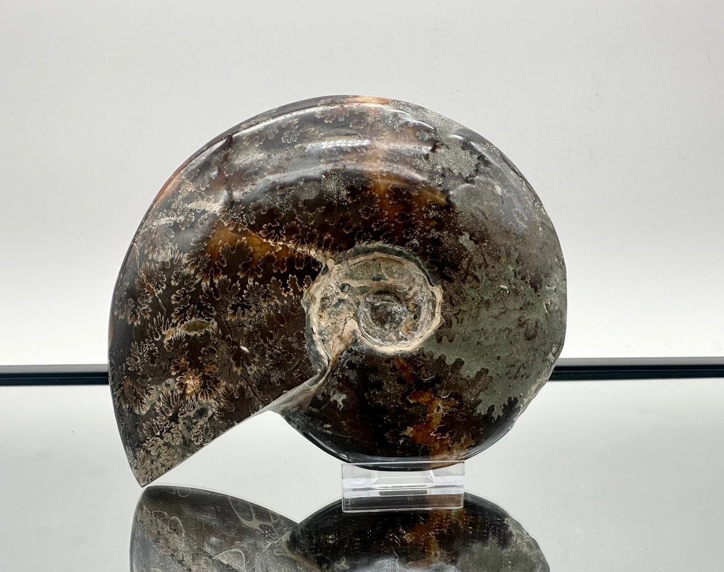 Ammonite Fossil Gift, Cleoniceras Whole, Natural Fossil Specimen, Madagascar, Unique Prehistoric Decor #19