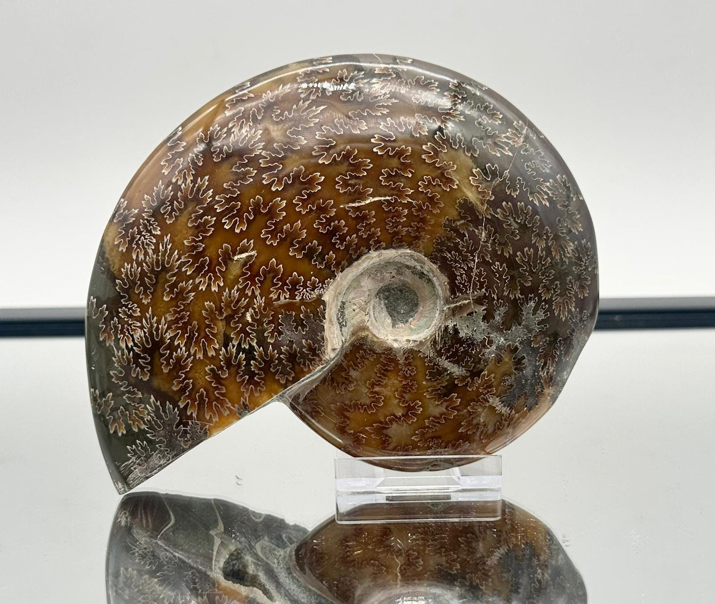 Ammonite Fossil Gift, Cleoniceras Whole, Natural Fossil Specimen, Madagascar, Unique Prehistoric Decor #20