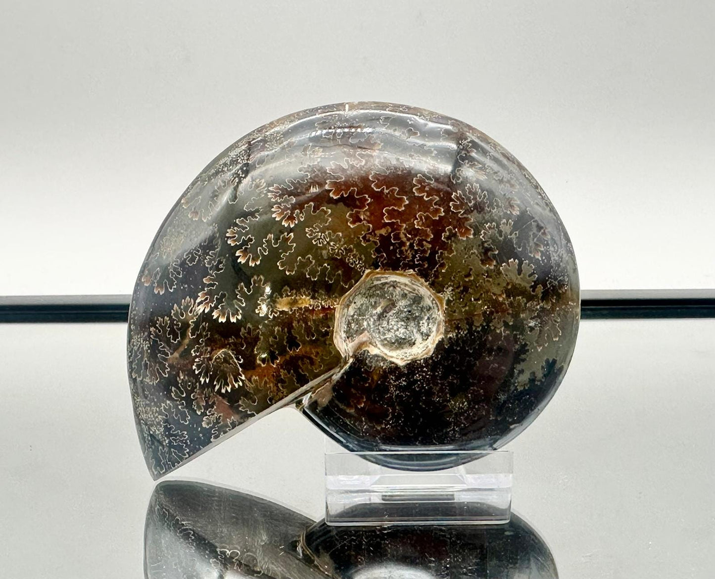Ammonite Fossil Gift, Cleoniceras Whole, Natural Fossil Specimen, Madagascar, Unique Prehistoric Decor #18