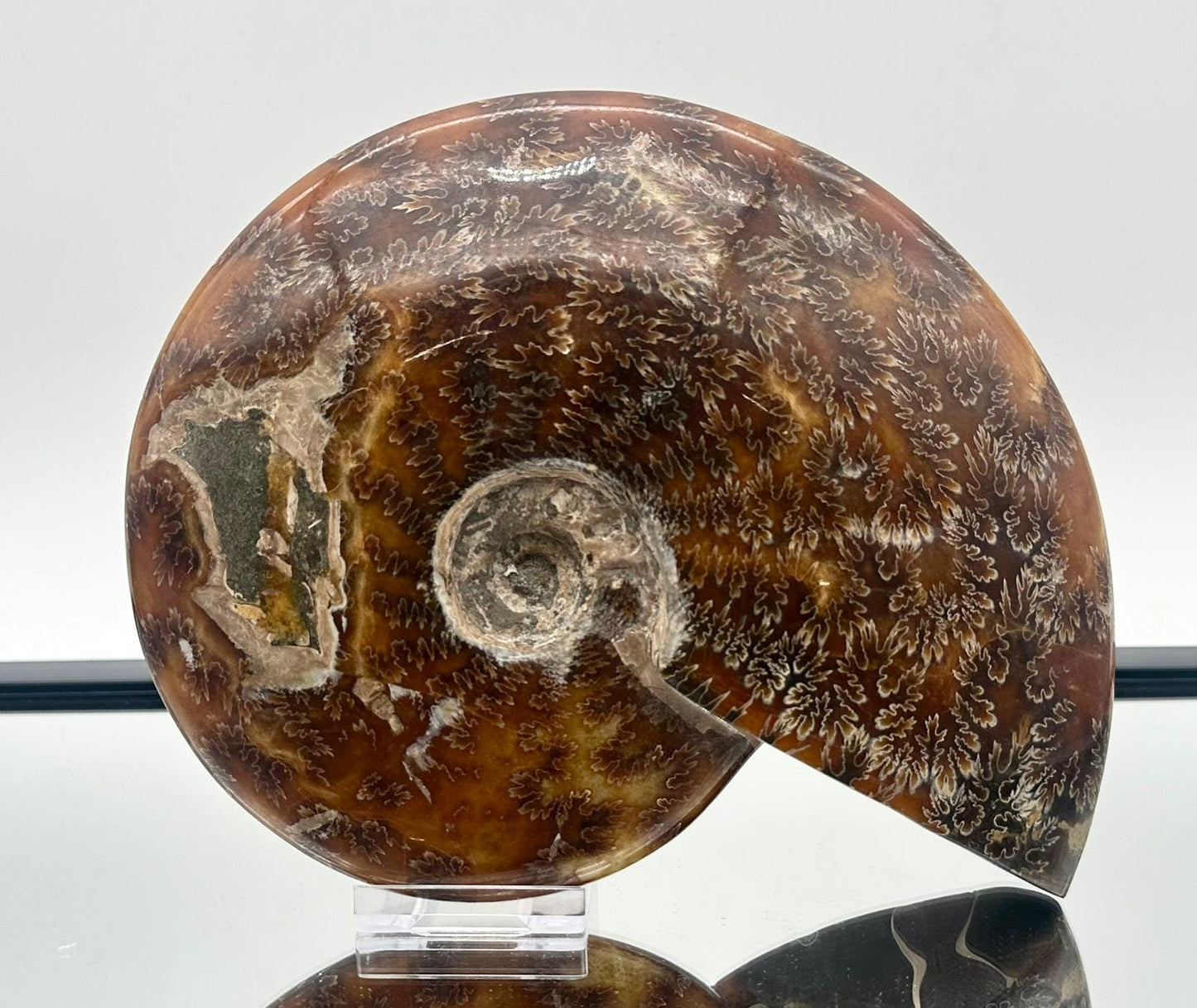 Large Ammonite Fossil Gift, Cleoniceras Whole, Natural Fossil Specimen, Madagascar, Unique Prehistoric Decor #21