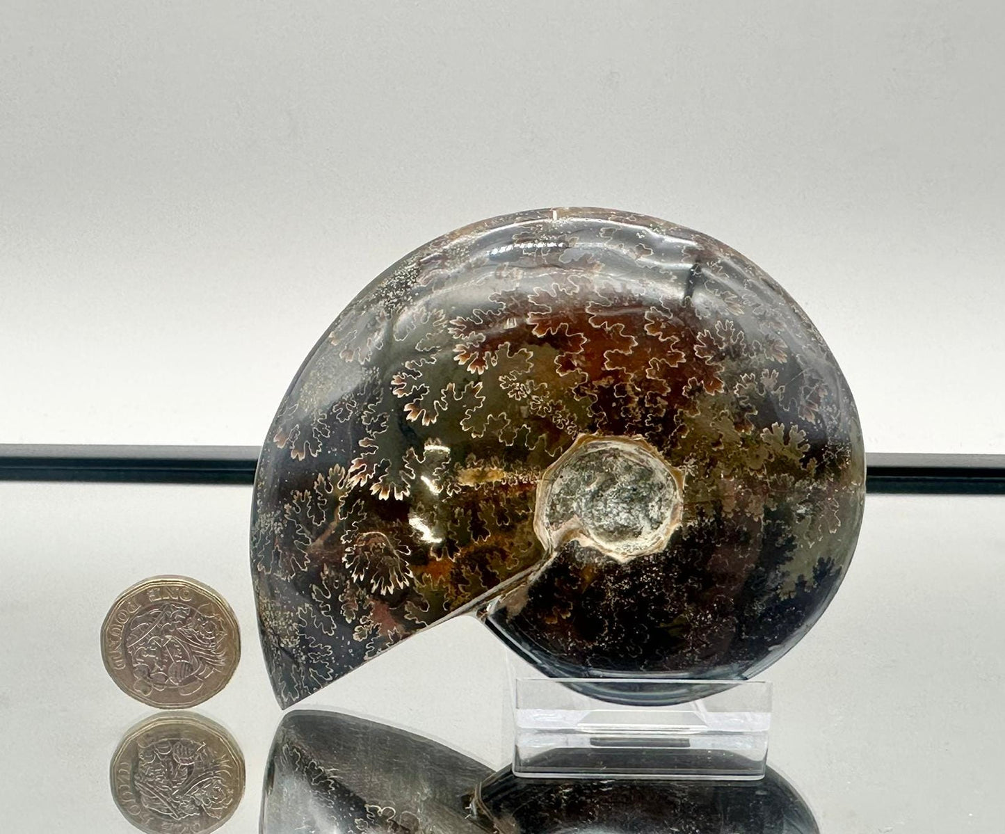 Ammonite Fossil Gift, Cleoniceras Whole, Natural Fossil Specimen, Madagascar, Unique Prehistoric Decor #18