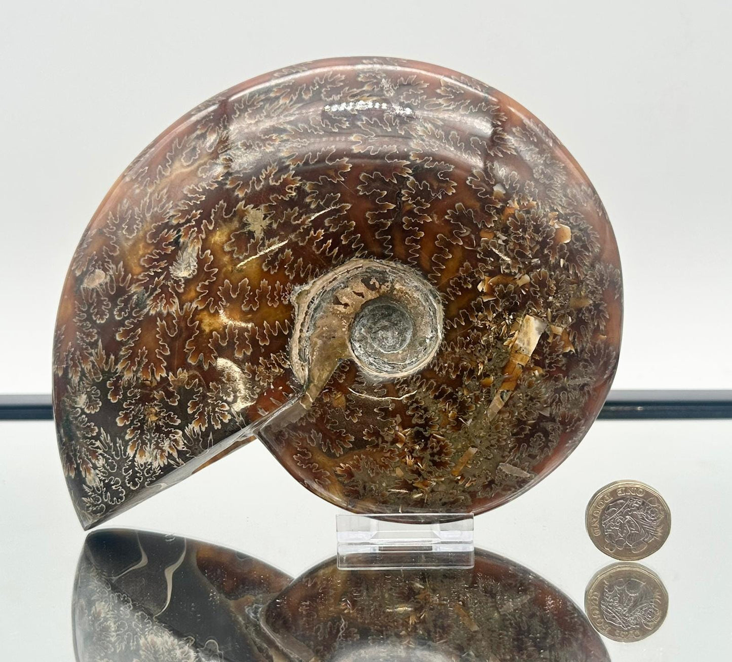 Large Ammonite Fossil Gift, Cleoniceras Whole, Natural Fossil Specimen, Madagascar, Unique Prehistoric Decor #21
