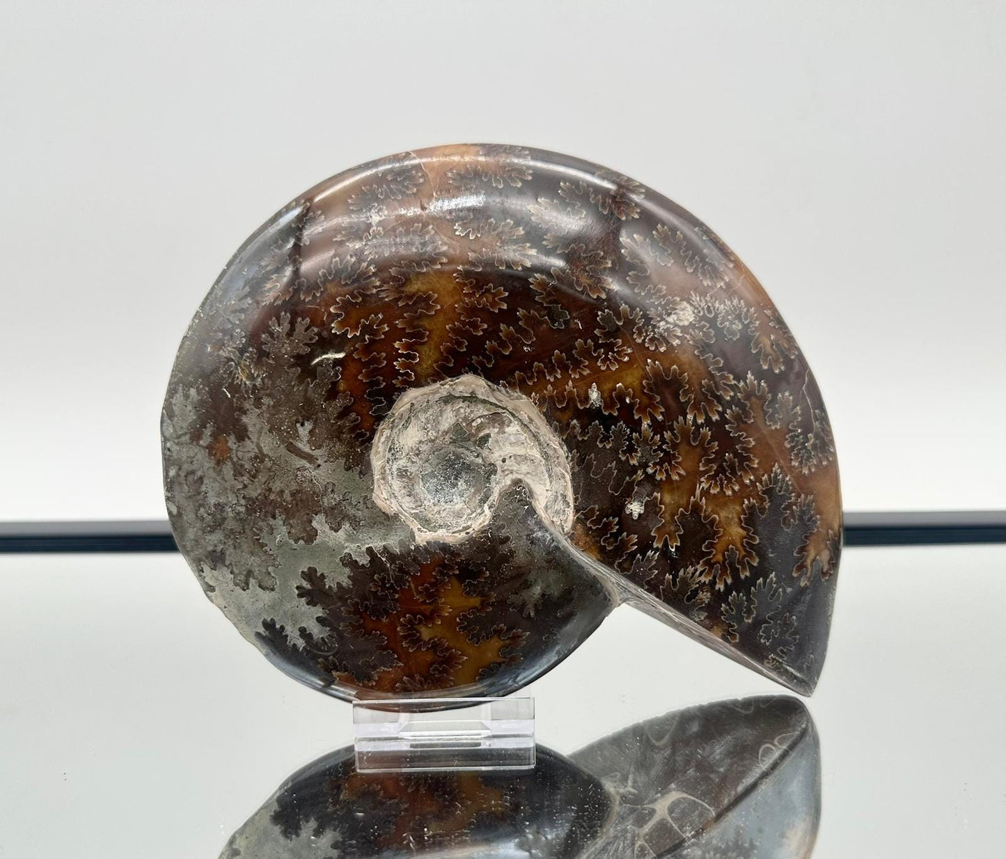 Ammonite Fossil Gift, Cleoniceras Whole, Natural Fossil Specimen, Madagascar, Unique Prehistoric Decor #19