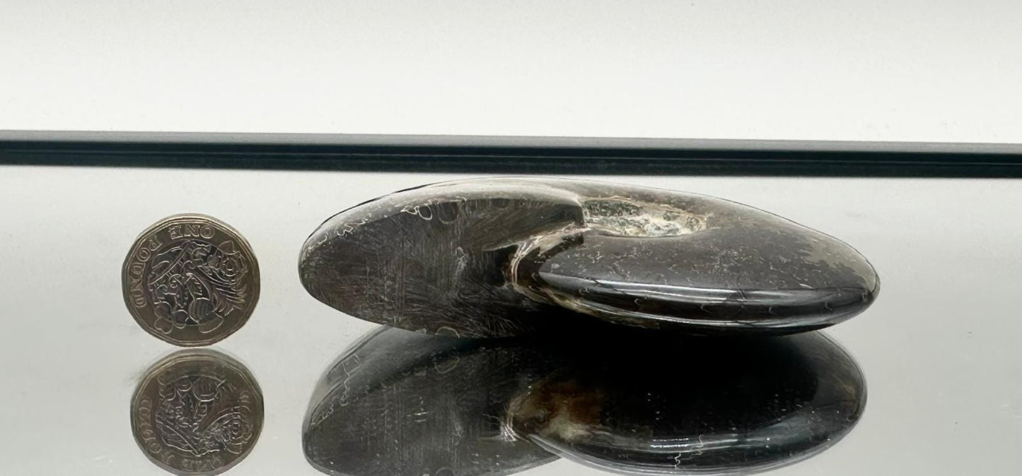 Ammonite Fossil Gift, Cleoniceras Whole, Natural Fossil Specimen, Madagascar, Unique Prehistoric Decor #18
