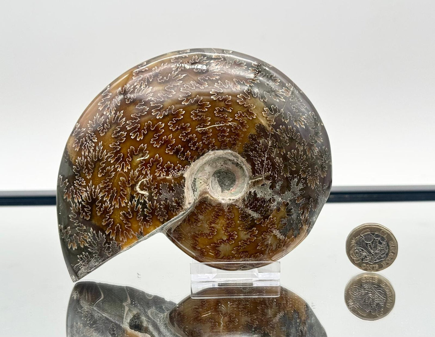 Ammonite Fossil Gift, Cleoniceras Whole, Natural Fossil Specimen, Madagascar, Unique Prehistoric Decor #20
