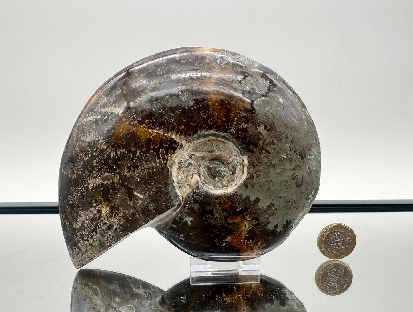 Ammonite Fossil Gift, Cleoniceras Whole, Natural Fossil Specimen, Madagascar, Unique Prehistoric Decor #19
