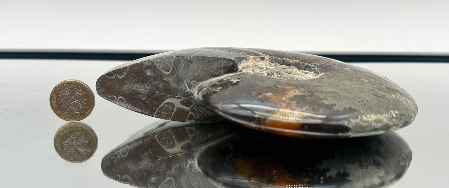 Ammonite Fossil Gift, Cleoniceras Whole, Natural Fossil Specimen, Madagascar, Unique Prehistoric Decor #19