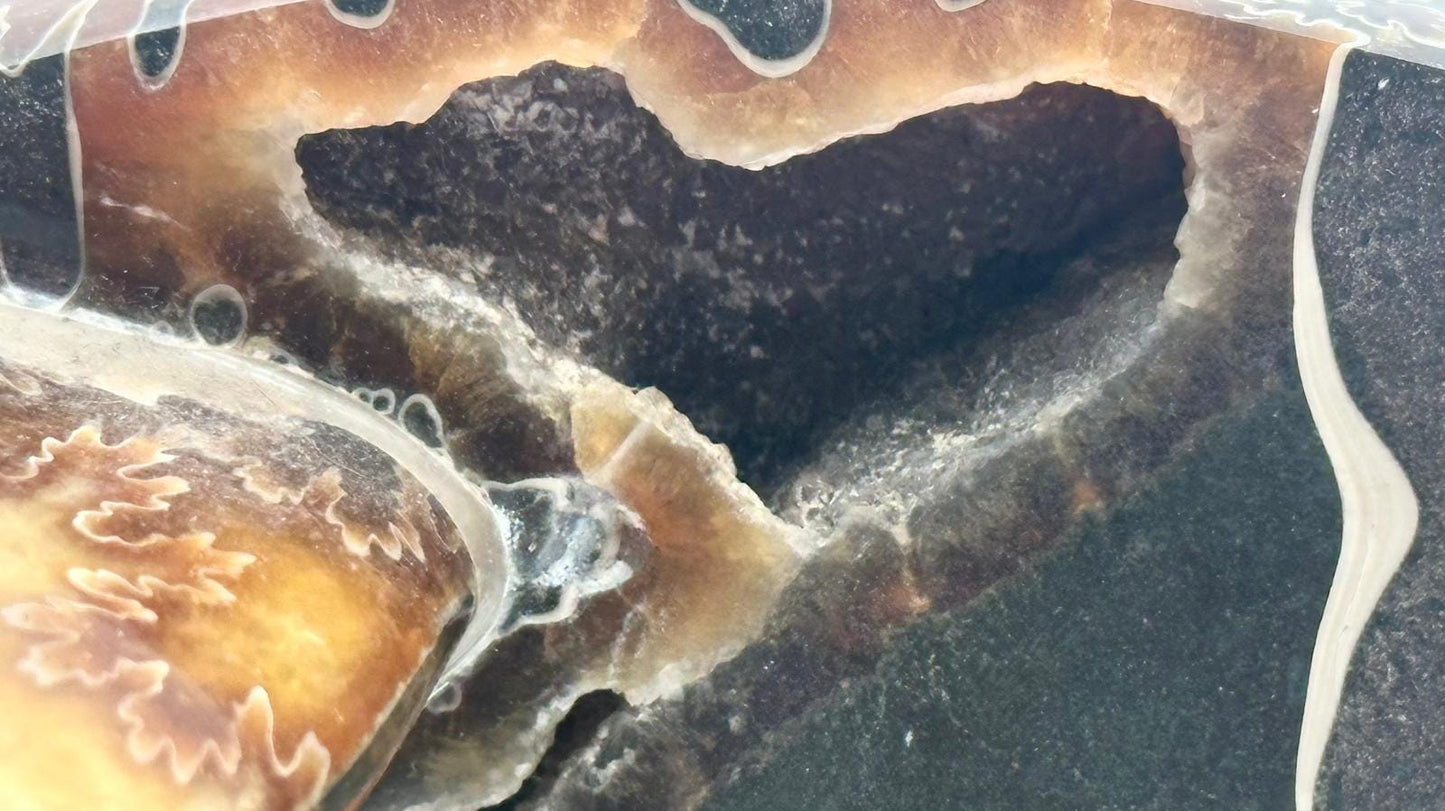 Large Ammonite Fossil Gift, Cleoniceras Whole, Natural Fossil Specimen, Madagascar, Unique Prehistoric Decor #21