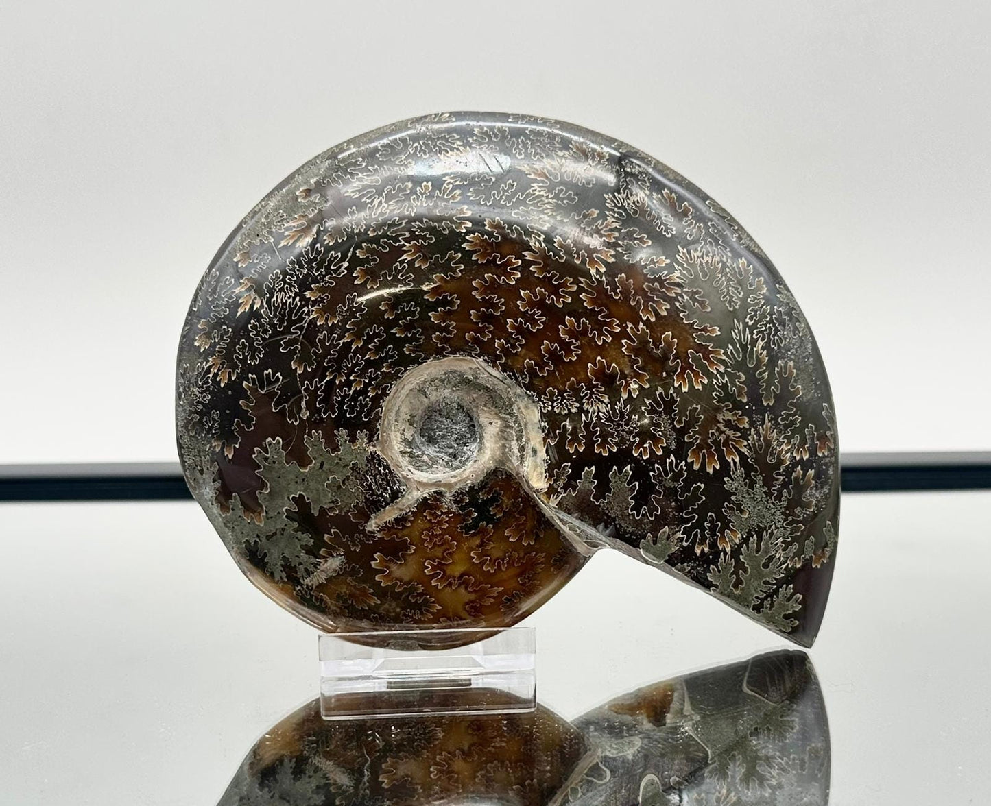 Ammonite Fossil Gift, Cleoniceras Whole, Natural Fossil Specimen, Madagascar, Unique Prehistoric Decor #20