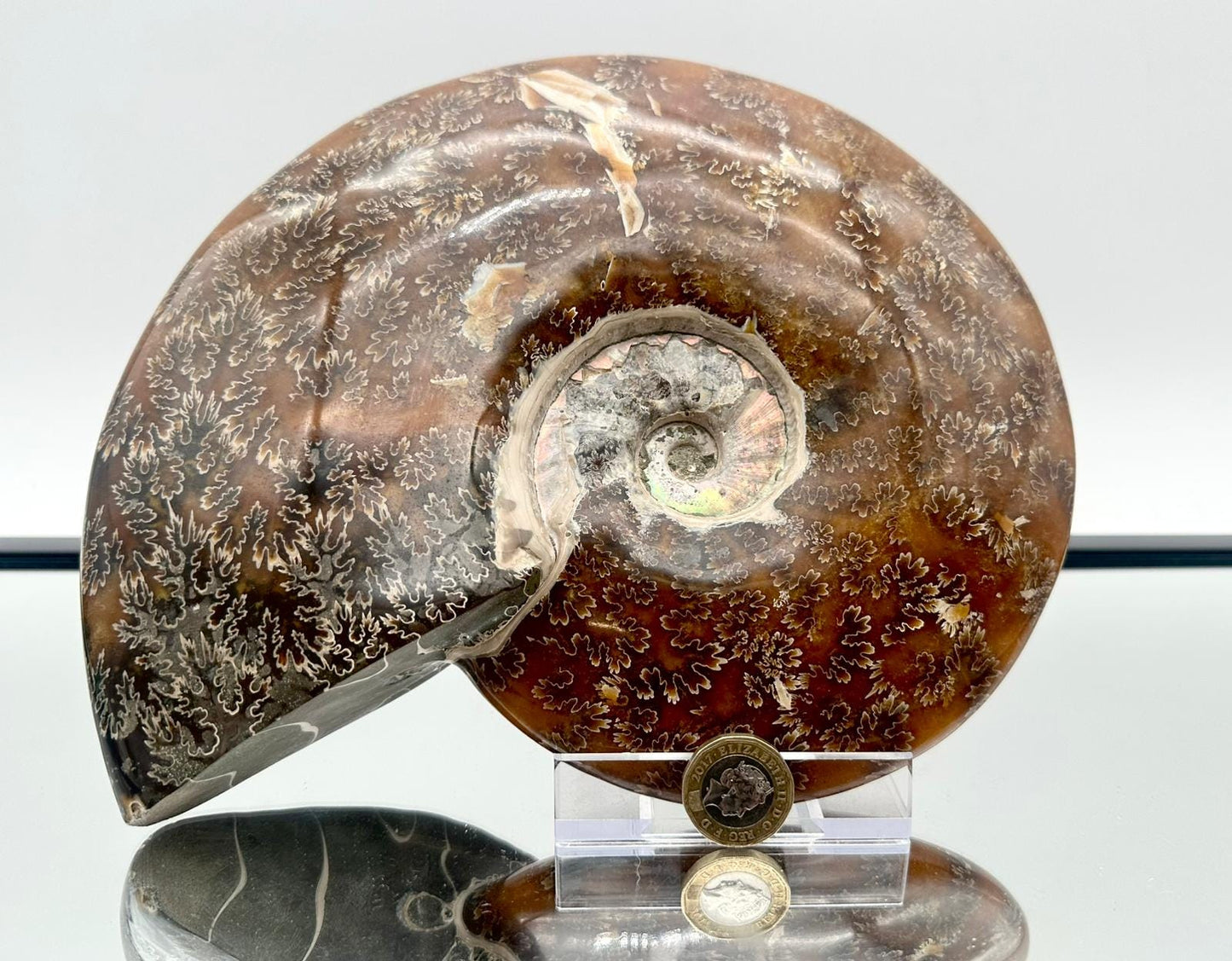 Large Ammonite Fossil Gift, Cleoniceras Whole, Natural Fossil Specimen, Madagascar, Unique Prehistoric Decor #17