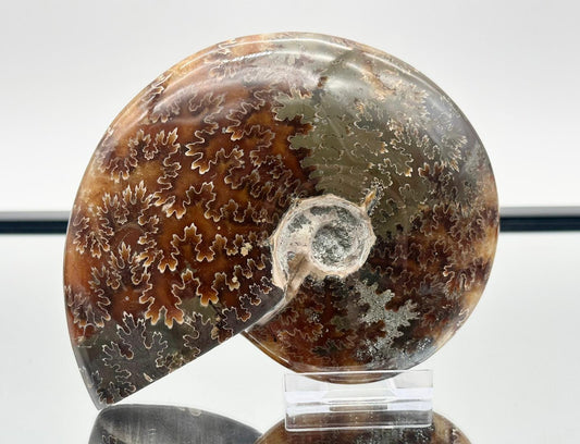 Large Ammonite Fossil Gift, Cleoniceras Whole, Natural Fossil Specimen, Madagascar, Unique Prehistoric Decor #16