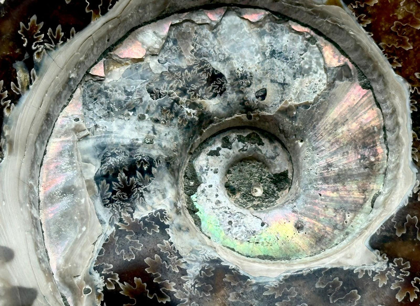Large Ammonite Fossil Gift, Cleoniceras Whole, Natural Fossil Specimen, Madagascar, Unique Prehistoric Decor #17
