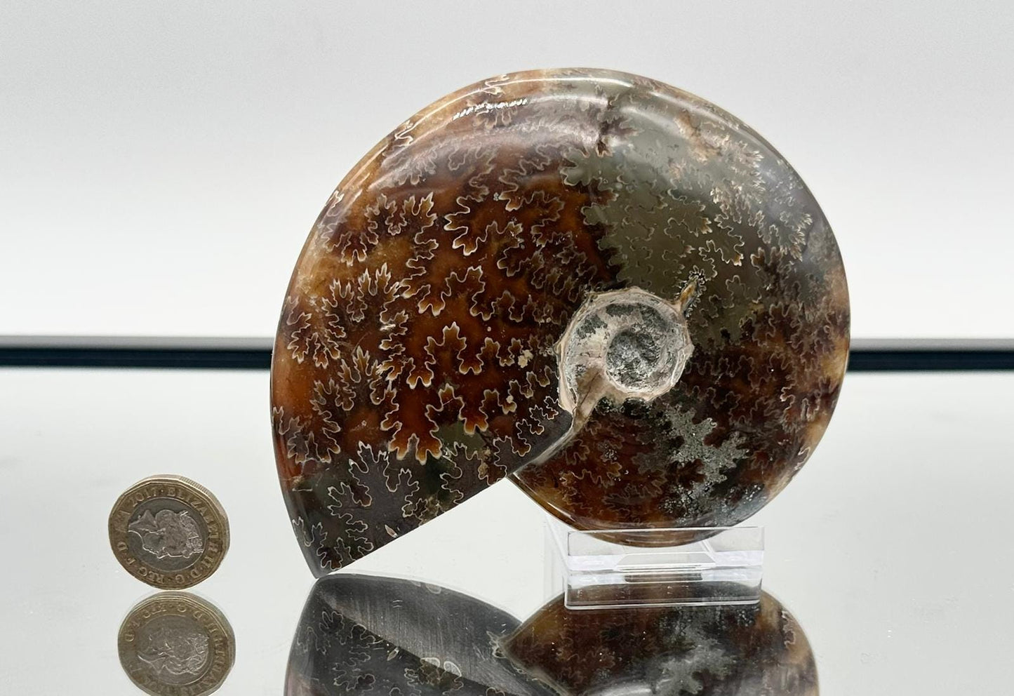 Large Ammonite Fossil Gift, Cleoniceras Whole, Natural Fossil Specimen, Madagascar, Unique Prehistoric Decor #16