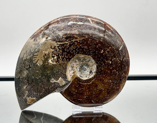 Large Ammonite Fossil Gift, Cleoniceras Whole, Natural Fossil Specimen, Madagascar, Unique Prehistoric Decor #15