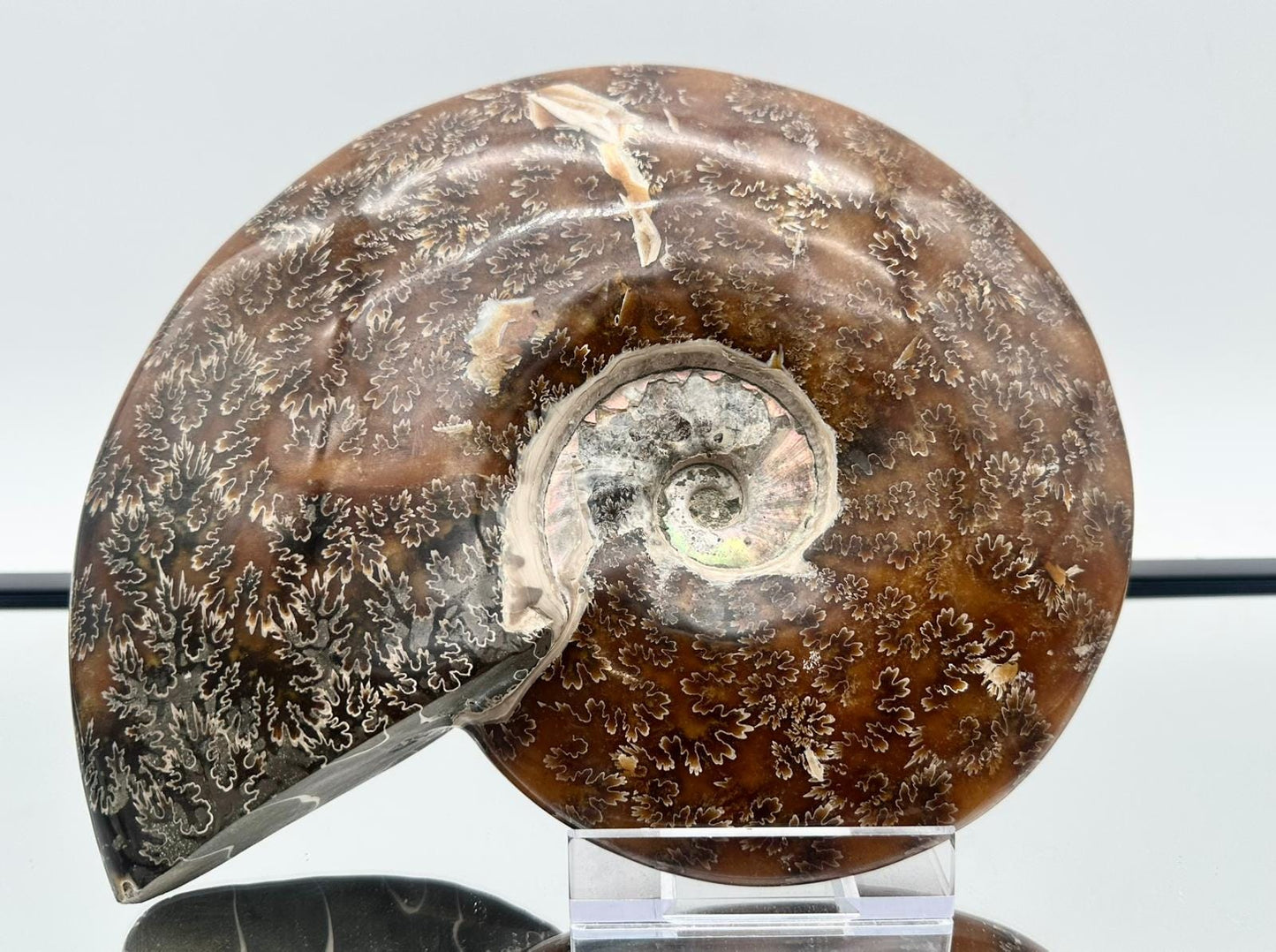 Large Ammonite Fossil Gift, Cleoniceras Whole, Natural Fossil Specimen, Madagascar, Unique Prehistoric Decor #17