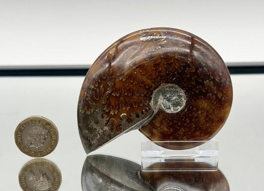 Ammonite Fossil Gift, Cleoniceras Whole, Natural Fossil Specimen, Madagascar, Unique Prehistoric Decor #14
